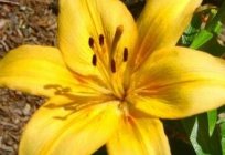 Wann und wie Umtopfen Lilien: Gärtner-Tipps