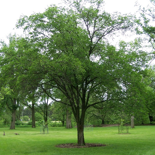 large-fruited elm