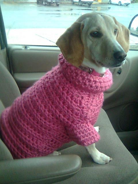 Pullover für Hunde stricken