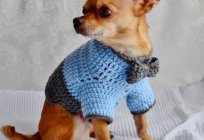 Sweater for dog your hands