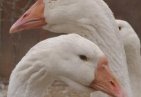 As a gander to distinguish from goose: appearance, behavioral and anatomical characteristics