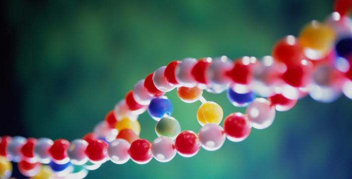 化学組成のDNAやRNA