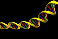 क्या भाग का डीएनए है चीनी? रासायनिक आधार डीएनए की संरचना