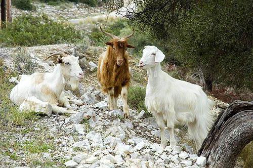 Грецькі кози