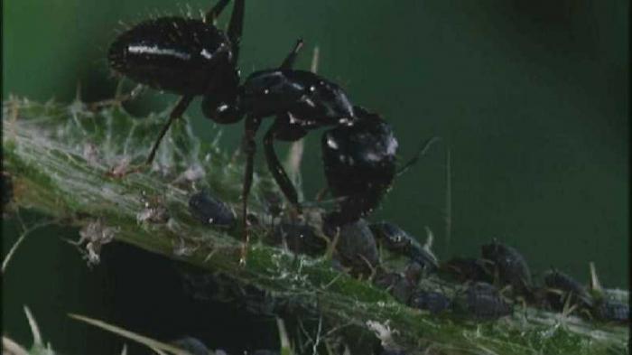 mrówki ogrodowe walka