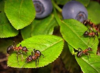 mrówki ogrodowe walka z nimi