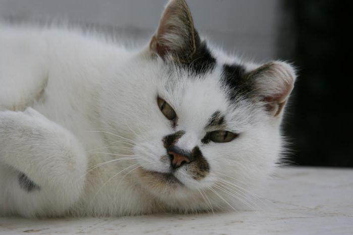 meme tümörü bir kedi ne kadar yaşar
