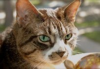 Obrzęk gruczołów sutkowych u kotów: objawy, leczenie, rokowanie