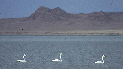 white lake阿尔泰边疆区如何获得