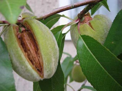 almond decorative shrub