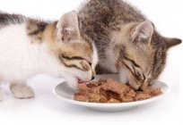 How to choose a therapeutic food for cats?