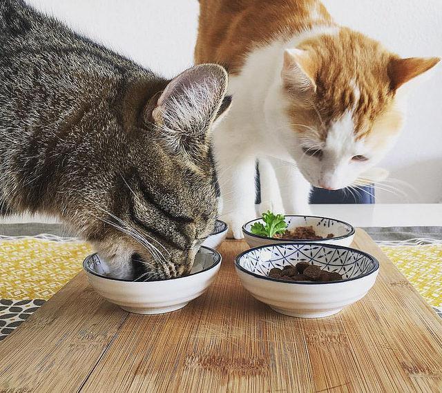 Wet food for cats with sensitive digestion which is better