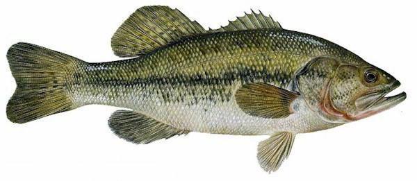 ryba bass w rosji