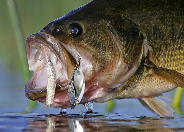 ryba bass właściwości