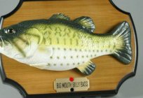 Balık bass: açıklama, habitat özellikleri ve özellikleri