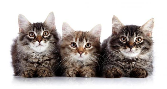 Stop Stress für Katzen Bewertungen Tierärzte