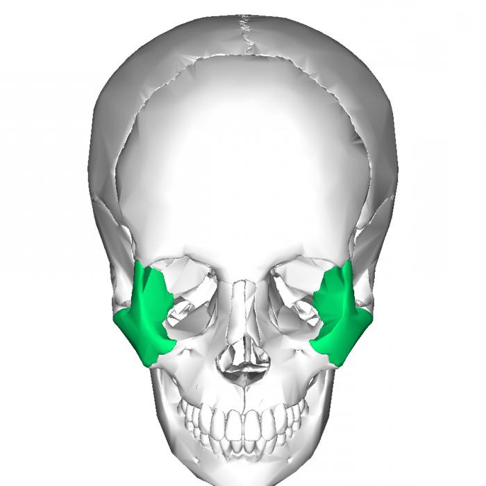 Zygomatic bone skulls