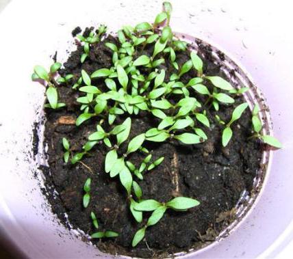 spinach strawberry growing from seed