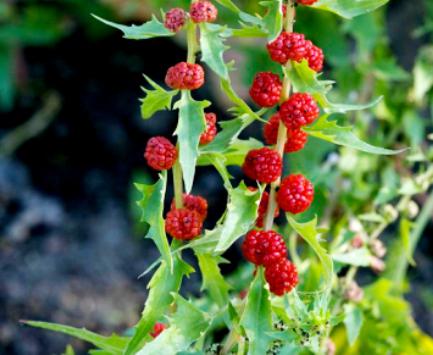 Erdbeer-Spinat nützliche Eigenschaften