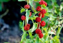 Spinat Erdbeer: - Anbau von Saatgut (Bewertungen)
