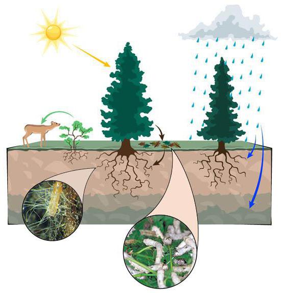 artificial ecosystem examples