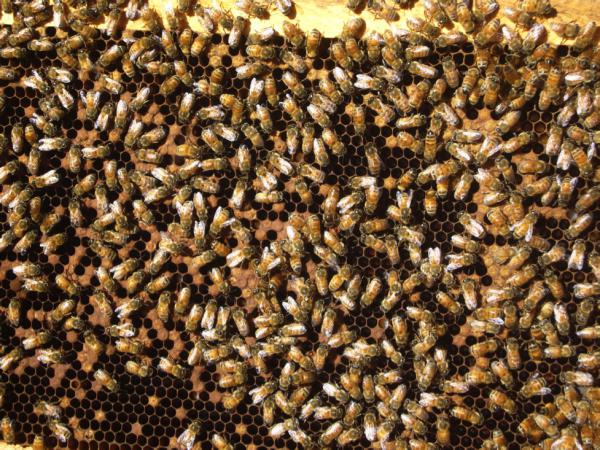 закармливание de las abejas en invierno