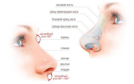 cómo se arreglan горбинку en la nariz