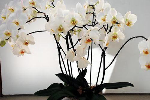 als Orchidee düngen