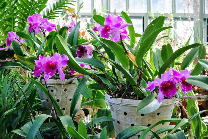 what to feed an Orchid in the home