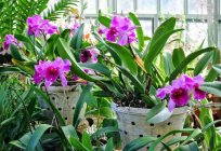 Que подкормить орхидею em casa?