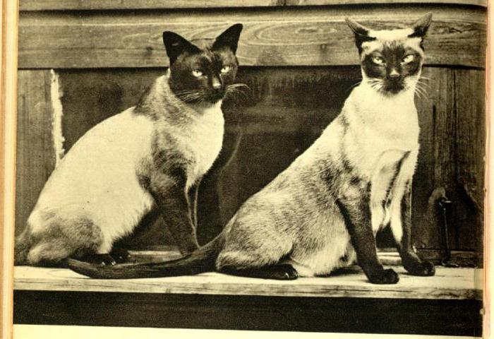  сіамська і тайська кішка відзнаки