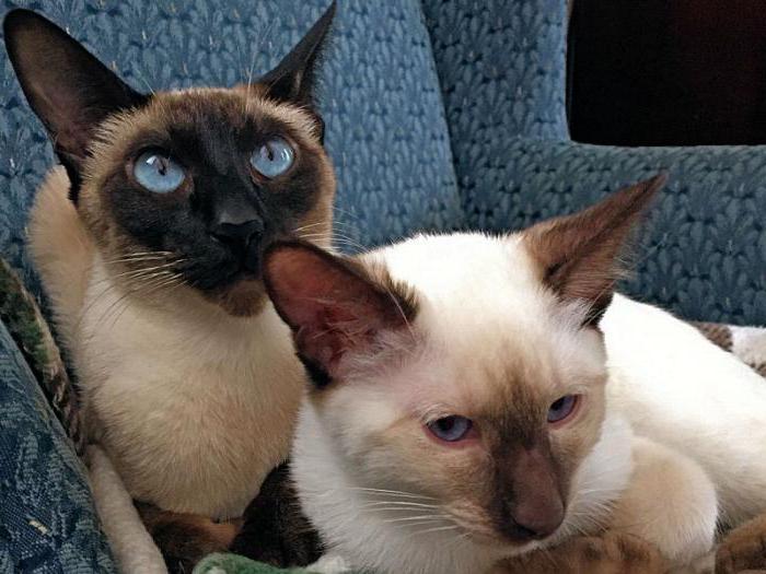  сіамська і тайська кішка відмінності фото