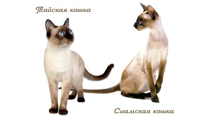 сіамська і тайська кішка відмінності характеру