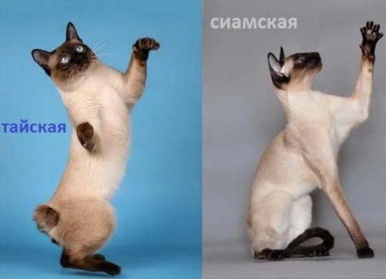 сиамская e tailandesa gato quais são as diferenças
