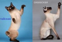 Thai and Siamese cat: differences and similarities, description, photos