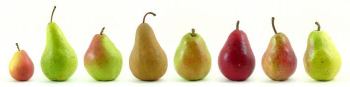late varieties of pears