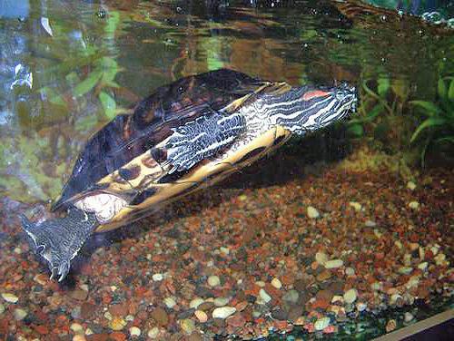 the red-eared terrapins care and maintenance