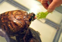 Pets: the red-eared terrapins - care and maintenance