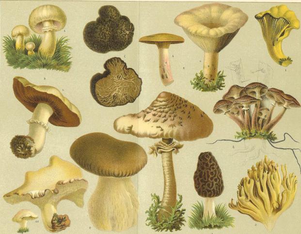 гриби загальна характеристика
