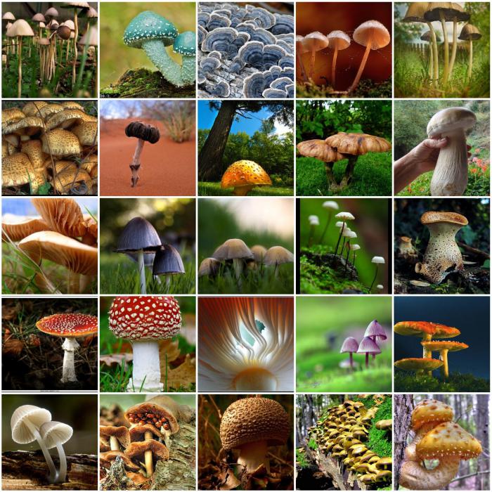 Allgemeine Merkmale von Pilzen der Klasse 7