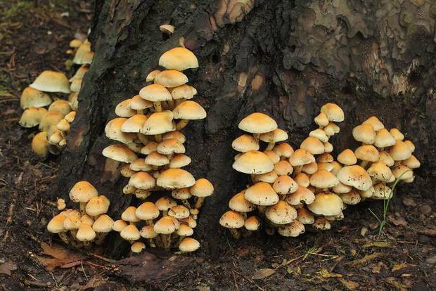 General characteristics of fungi 6th grade