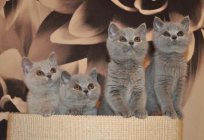 Wie gehen die britischen schwangere Katzen: Termine, Meilensteine und Merkmale nach Wochen