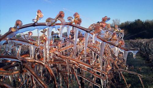 cómo proteger las uvas en invierno