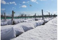 İpuçları bahçıvanlar: liman üzüm kış