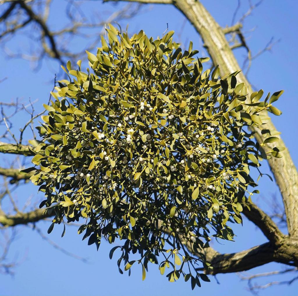 Contraindications of mistletoe