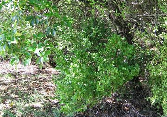 the Benefits and harms of mistletoe white