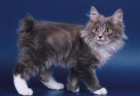 The most affectionate breeds of cats. Cat breeds - photos and names