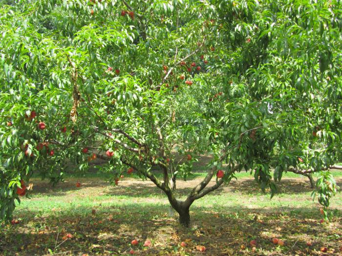Де ростуть персики в Росії