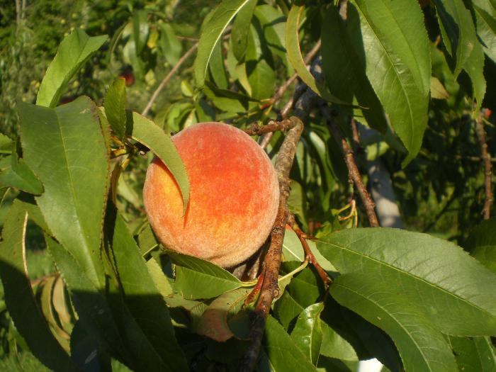 growing peaches in the middle strip of the Russian