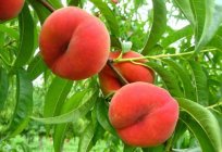 Wie wachsen Pfirsich im mittleren Streifen Russlands?
